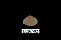 藏品(抱蛤)的圖片